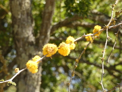 Vachellia caven