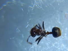 Crematogaster subnuda