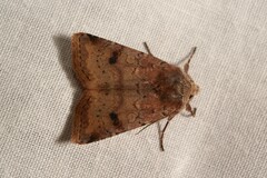 Cerastis faceta