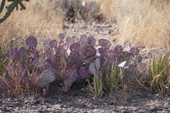 Opuntia azurea