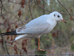 Chroicocephalus ridibundus