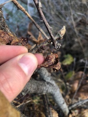 Disholcaspis mellifica