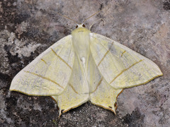 Ourapteryx sambucaria