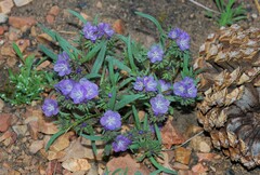 Phacelia exilis