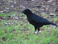 Corvus corone