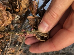 Disholcaspis mellifica