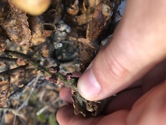 Disholcaspis mellifica