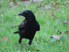 Corvus corone
