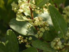 Muehlenbeckia hastulata