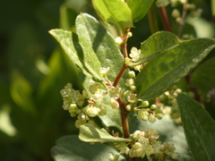 Muehlenbeckia hastulata