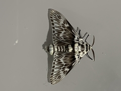 Podalia orsilochus