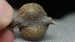 Callirhytis quercusbatatoides