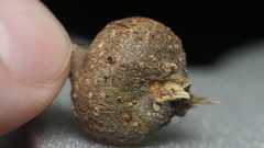 Callirhytis quercusbatatoides
