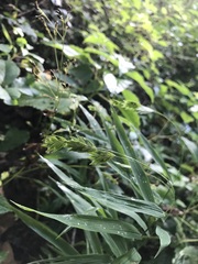 Chasmanthium latifolium