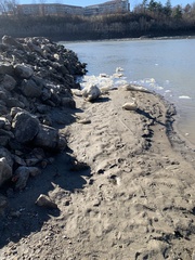 Uniomerus tetralasmus