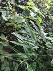 Chasmanthium latifolium