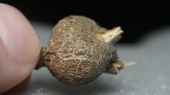Callirhytis quercusbatatoides