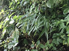 Chasmanthium latifolium