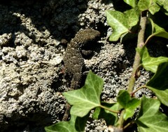 Tarentola mauritanica