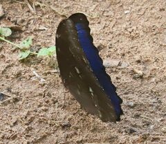 Morpho menelaus