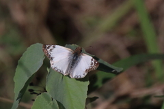 Heliopetes laviana