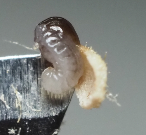 Druon quercuslanigerum photo 4