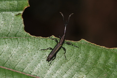 Brentinae