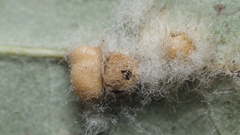 Druon quercuslanigerum fuscum