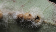 Druon quercuslanigerum fuscum