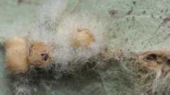 Druon quercuslanigerum fuscum