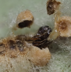 Druon quercuslanigerum fuscum