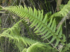 Blechnum hastatum