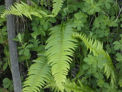 Blechnum hastatum