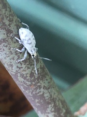 Myllocerus undecimpustulatus