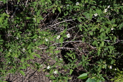 Lantana canescens