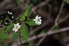 Lantana canescens