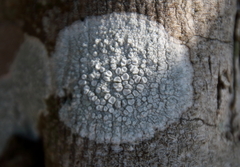 Lecanora caesiorubella