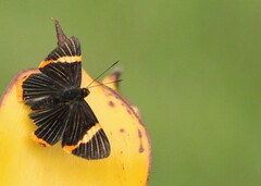 Riodina lycisca
