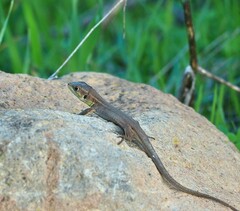 Lacerta diplochondrodes