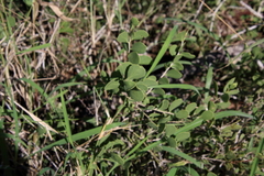 Maytenus phyllanthoides