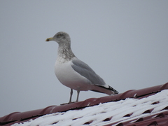 Larus argentatus image