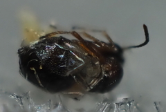 Druon quercuslanigerum fuscum