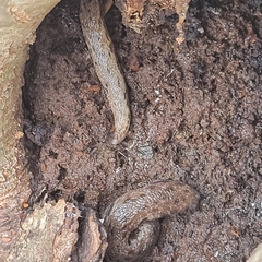 Megapallifera mutabilis