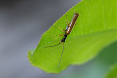 Rhagonycha lignosa