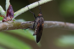 Empis tessellata