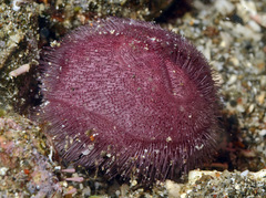 Spatangoida