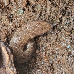 Megapallifera mutabilis