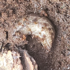 Megapallifera mutabilis