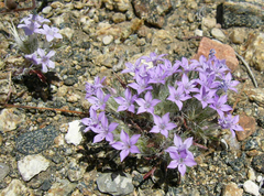 Langloisia setosissima setosissima