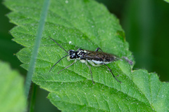 Pachyprotasis simulans